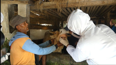 Sebanyak 40 Sapi PMK, Petugas di Sleman Suntikkan Vitamin ke Sapi