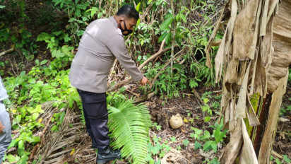 Geger! Warga Korong Lapau Ngarai Pariaman Temukan Tengkorak Kepala Manusia di Pinggir Parit Tapian Sikumbang