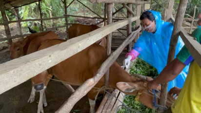 Waspada! 18 Kasus Positif PMK Ditemukan di Muaraenim
