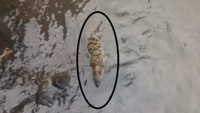 Seekor Buaya Muncul di Sungai Cisadane dengan Mulut Terlakban