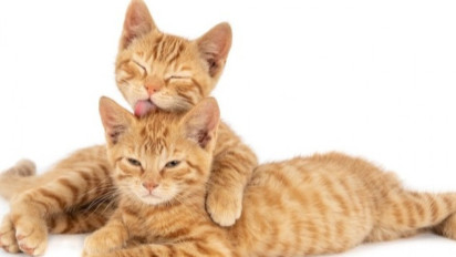 Pemerintah Kota Jakarta Barat Benarkan Adanya Surat Edaran Larangan Memberi Makan Kucing Liar