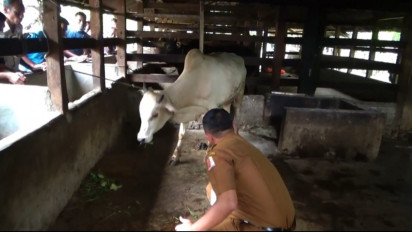 900 Sapi di Nagan Raya Terjangkit PMK, Kabid Peternakan: Tidak Ada Anggaran Beli Obat