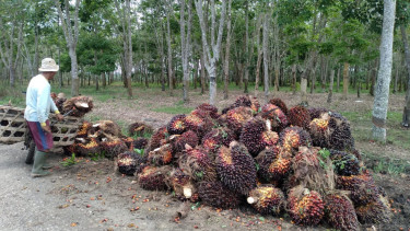 Harga TBS Turun Drastis, Petani di Bungo Jambi Biarkan Buah Sawitnya Membusuk