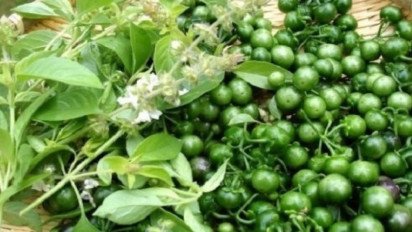 Dikira Cuma Pelengkap Lalapan, Leunca Ternyata Punya Manfaat Dahsyat, Kanker Bisa Disembuhkan, Penyakit Lain pun Minggat