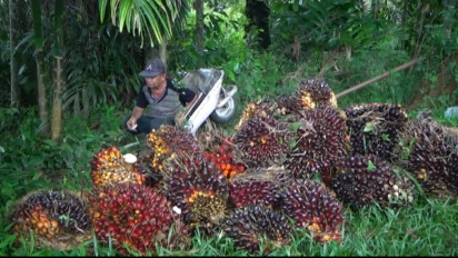 Harga TBS di Aceh Barat Rp 400 per Kilogram, Petani Ancam Bakar Buah Sawit