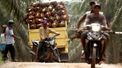 Gawat! Petani Sawit Menjerit, Harga TBS di Bungo Jambi Dibandrol Rp 400 per Kilogram