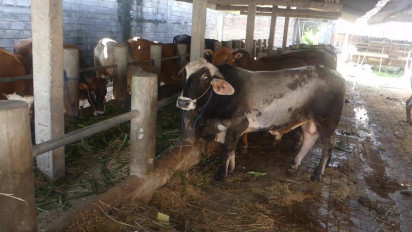 Sebanyak 1.894 Sapi di Bantul Positif PMK