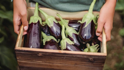 Benarkah Makan Terong Bisa Bikin Lemas? Berikut Ini Fakta-Faktanya