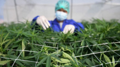 Marak Legalisasi Ganja, Laporan PBB Sebut Risiko Depresi dan Bunuh Diri Meningkat