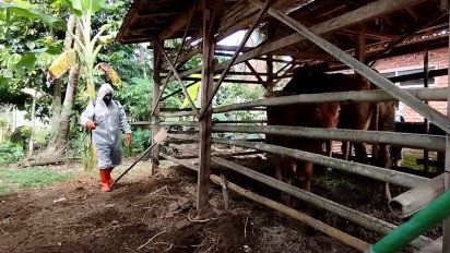 Ratusan Ekor Ternak Sapi Terinfeksi PMK, Jelang Idul Adha, Peternak Tunggu Jatah Vaksin