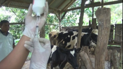 Cegah PMK, Dinas Peternakan Jombang Salurkan 8500 Dosis Vaksin Aftopor pada Tahap Pertama