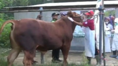 Cegah Penularan Virus PMK, Petugas Peternakan Kabupaten Bangkalan, Madura, Suntikkan Vaksin Perdana untuk Ternak Sapi