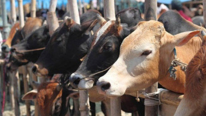 Hari Raya Idul Adha Akan Tiba, Bagaimana Tata Cara Menyembelih Hewan dalam Syariat Islam?
