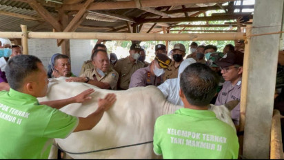 Ribuan Dosis Vaksin PMK Mulai Disuntikkan ke Hewan Ternak di Jepara