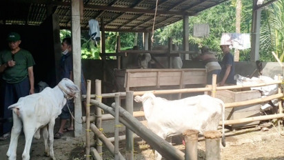 Tidak Terdampak PMK, Pedagang Sapi Peranakan Ongole di Kebumen Banjir Order