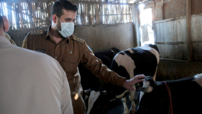 Jangan Panik, 700 Dosis Vaksin sudah Disiapkan untuk Ternak Sapi di Kota Probolinggo