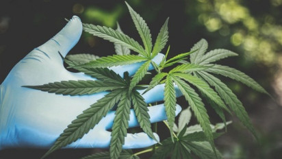 DPR Akan Kaji Legalisasi Usulan Ganja Medis