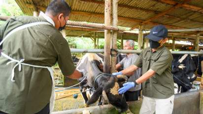 Cegah Mengganasnya Wabah PMK, Ribuan Sapi Divaksin PMK, Tahap Pertama Diprioritaskan Populasi Sapi Perah
