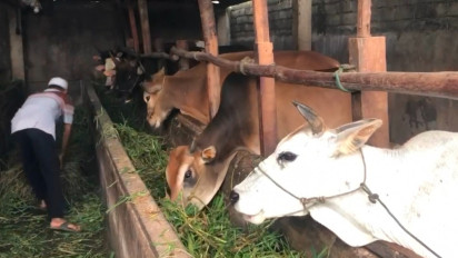 PMK Pengaruhi Harga Sapi di Kerinci, Peternak Mengeluh