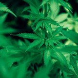 Polisi Gagalkan Peredaran Ganja 6,2 Kg di Depok, Satu Pelaku Dibekuk Tengah Malam