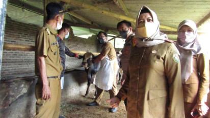 Cegah Wabah PMK, 300 Dosis Vaksin Disuntikkan ke Hewan Ternak di Bandar Lampung