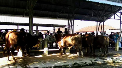 Ratusan Dusun di Gunungkidul Ditetapkan Sebagai Zona Merah PMK