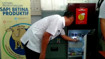 Kabupaten Tebo Dapat Jatah 1000 Dosis Vaksin PMK, Kabid Peternakan; 7 Juli Harus Selesai