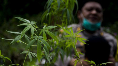 MUI Kaji Perspektif Agama Atas Pemanfaatan Ganja Untuk Medis