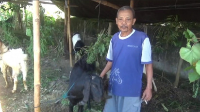 Dampak PMK Harga Kambing di Madiun Melambung, Pedagang Mengeluh Sepi Pembeli