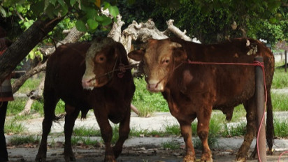 Pemkab Lumajang Pastikan Kebutuhan Hewan Ternak untuk Kurban Aman Jelang Idul Adha
