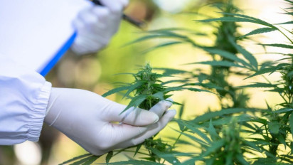 Berikut 10 Negara yang Melegalkan Ganja untuk Keperluan Medis