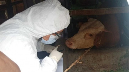 2.041 Sapi di Langsa Terjangkit Virus PMK, 10 Ekor Mati