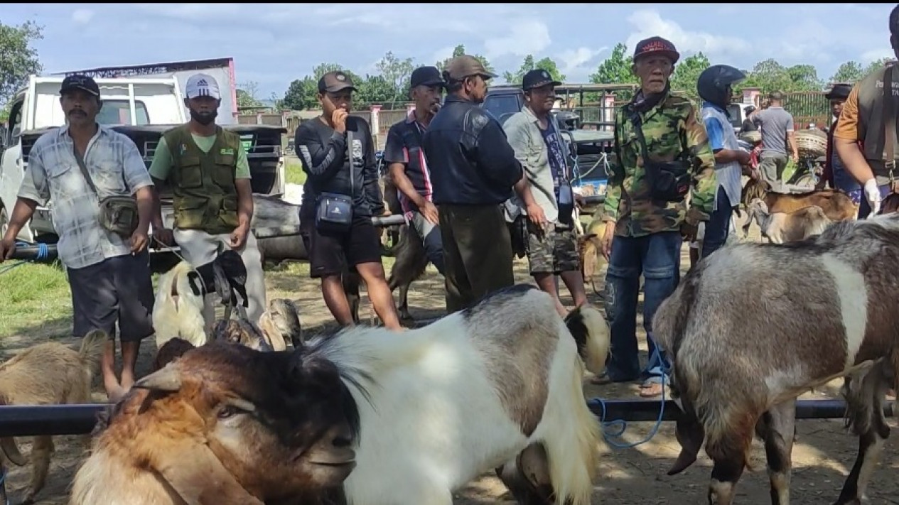 Jelang Idul Adha, Harga Kambing di Pasar Hewan Blitar Naik
            - galeri foto