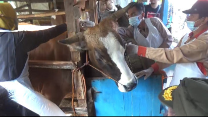 Serbuan Vaksinasi PMK di Pacitan Sasar Ternak Sehat di Wilayah Perbatasan