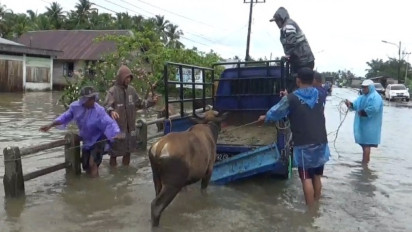 Memilukan, Kandang Ternak Diterpa Banjir di Bengkulu, Puluhan Sapi Kurban Dievakuasi 