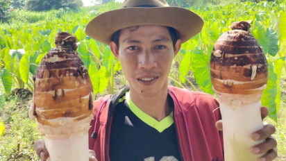 Wow, Pemuda di Panceng Gresik Olah Hasil Budidaya Talas Menjadi Tepung Premium