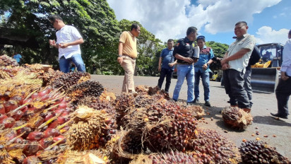 Harga TBS Masih Anjlok, Petani dan Pemilik Kebun Sawit di Sijunjung dan Dhamasraya Mengeluh
