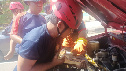 Bikin Bergidik, Ular Sanca Besar Ini Ditemukan dalam Kap Mesin Warga Parepare