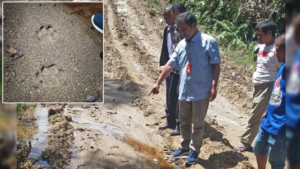 Temuan Jejak Harimau Sumatera di Perladangan, BBKSDA: Ukurannya Sudah Besar
            - galeri foto