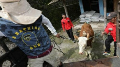 BNPB Tetapkan Status Darurat Penyakit Mulut dan Kuku