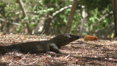 Loh Buaya Pulau Rinca Siap Dibuka, Kapan?