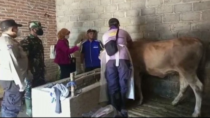 Cegah PMK, Sapi di Pasar Hewan Wonoasih Kota Probolinggo Disuntik Vaksin