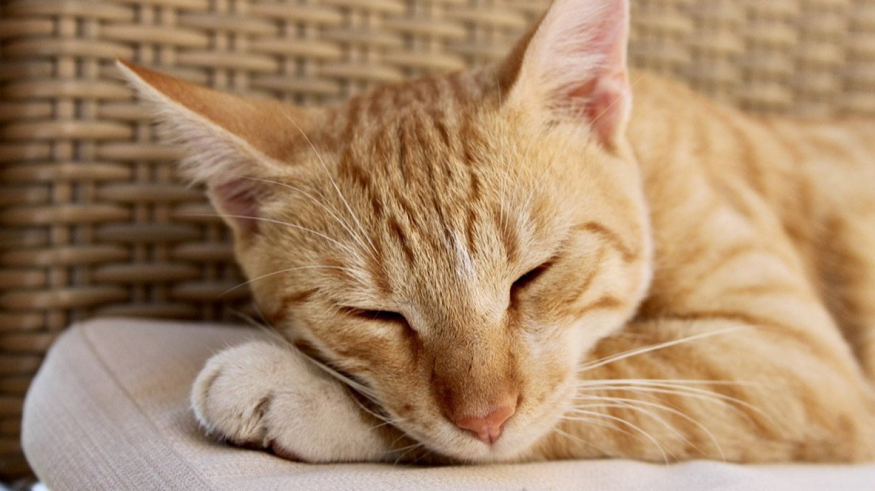 Kucing Mendadak Malas Makan? Jangan Panik, Lakukan Hal Ini
            - galeri foto