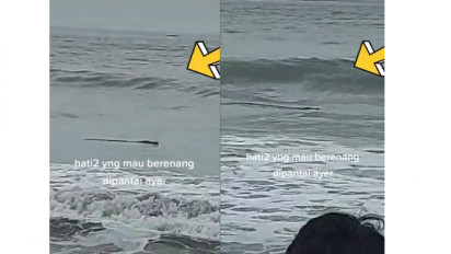 Ngeri! 2 Ekor Buaya Besar Muncul di Pantai Anyer Saat Pengunjung Berenang, Netizen Salah Fokus: Mantan Lagi Numpang Berenang