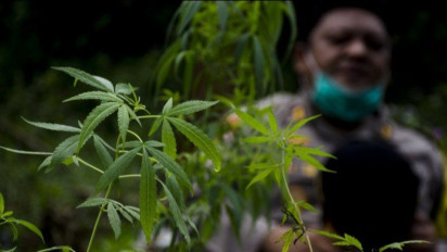 Thailand Legalkan Ganja, Indonesia Pikir-pikir untuk Medis, Singapura Tolak Keras!