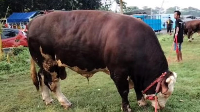 Sapi Simental Seberat 1,1 Ton dari Lereng Bromo Dibeli Presiden Jokowi untuk Kurban