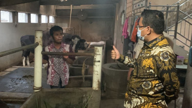 24 Sapi Perahnya Terpapar PMK, Peternak di Pasuruan Ngadu ke Wakil ketua DPRD Jatim