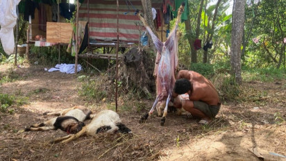 Pengiriman Rumit Karena PMK, Pedagang Hewan Qurban di Batam Rugi Ratusan Juta