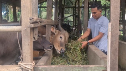 Distanbun Aceh Barat Larang Ternak Tidak Memiliki Surat Sehat Untuk Diqurbankan