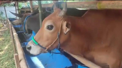 UPDATE Kasus PMK di Tangsel: Bertambah Jadi 118 Ekor, 96 Sudah Sembuh